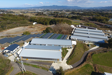 鹿児島県内の契約農家のみで生産しているブランド肉「薩摩もち豚」